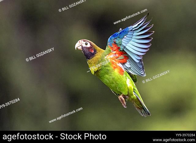 Brown-hooded parrot (Pyrilia haematotis) in flight - La Laguna del Lagarto Eco-Lodge, Boca Tapada, Costa Rica