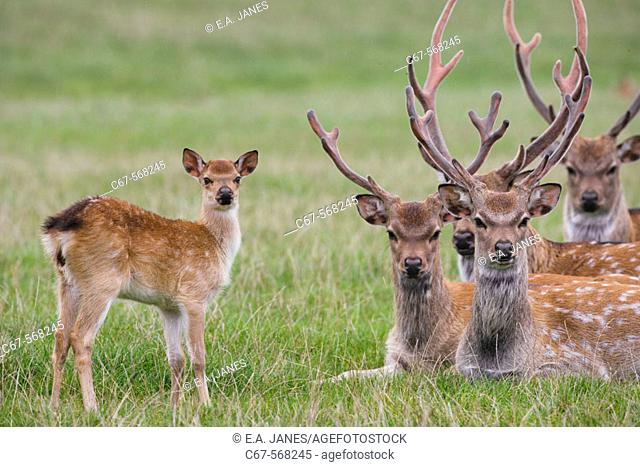 Sika Deer (Cervus nippon). Introduced from the Far East to the UK around 1875 to Dorset