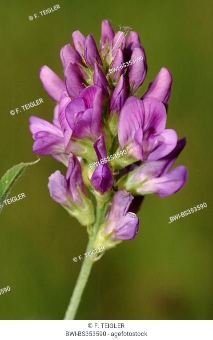 alfalfa, lucerne (Medicago sativa agg., Medicago x varia, Medicago varia), blooming
