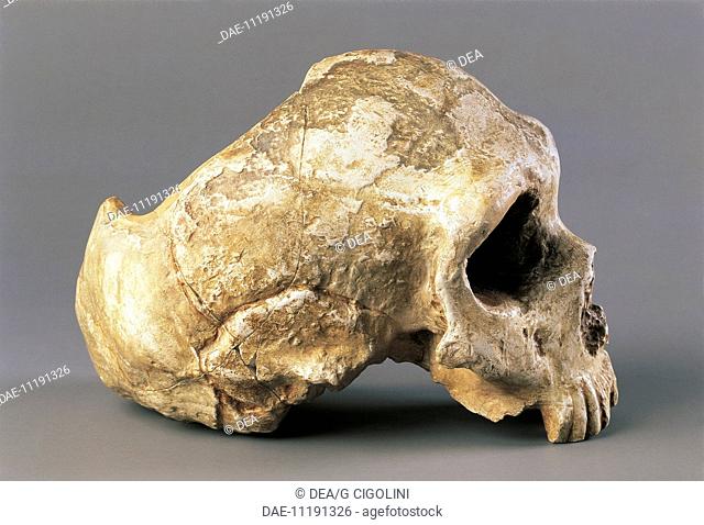 Anthropology - Neanderthal man skull (Homo Sapiens Neanderthalensis). From Gibraltar