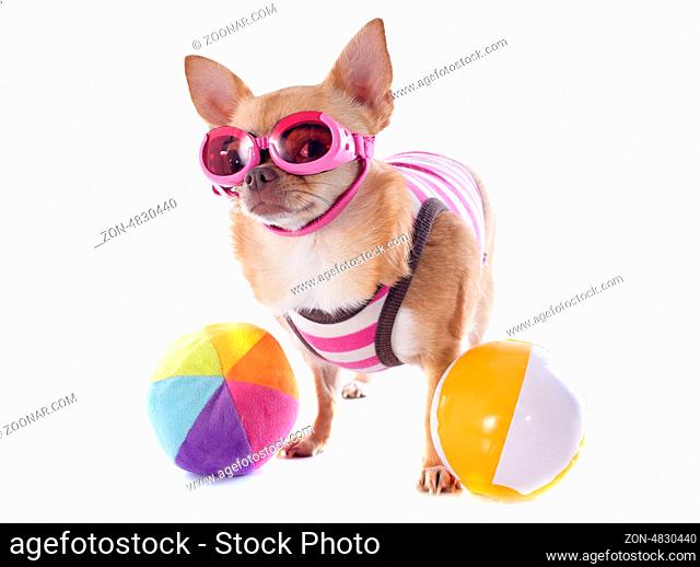 portrait of a cute purebred chihuahua with swimming costume and sunglasses in front of white background