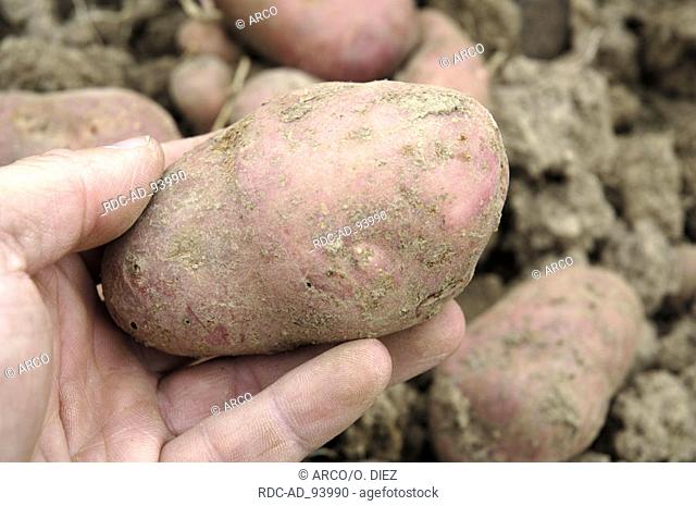 Potatoes 'Roseval' Solanum tuberosum