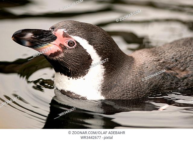 Humboldtpinguin. Peruvian Penguin