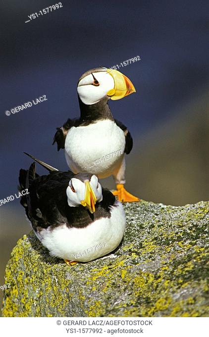 Horned Puffin, fratercula corniculata, Pair standing on Rock, Round Island in Alaska