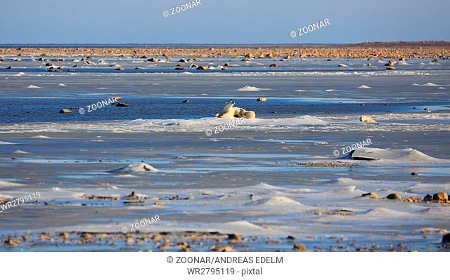 A polar bear family on the ice the Hudson bay