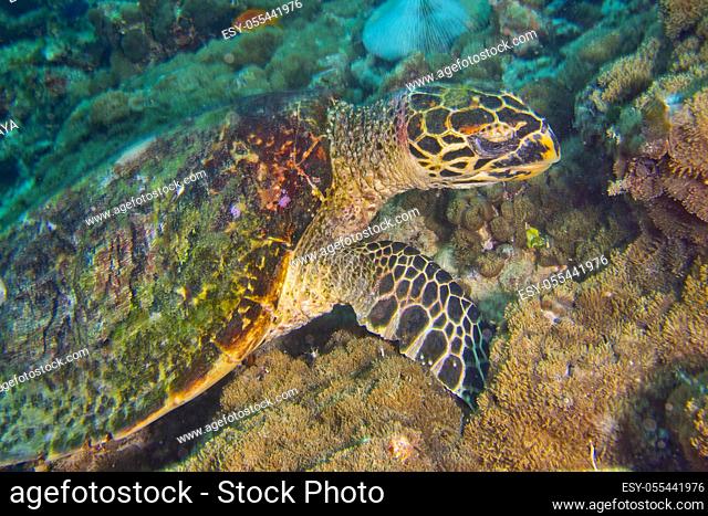 Hawksbill Sea Turtle, Eretmochelys imbricata, Coral Reef, North Ari Atoll, Maldives, Indian Ocean, Asia