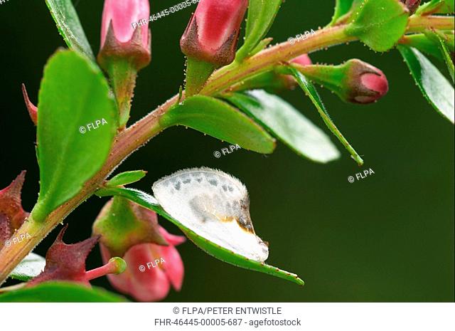 Chinese Character Cilix glaucata Bird-dropping mimic, adult on flowering plant, Cumbria, England