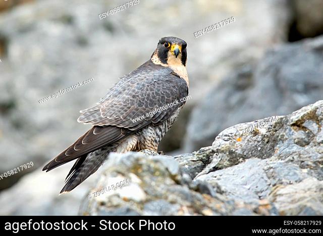 Adult peregrine falcon, falco peregrinus, sitting on mountains in fall. Fast predator observing on rocks in grey environment