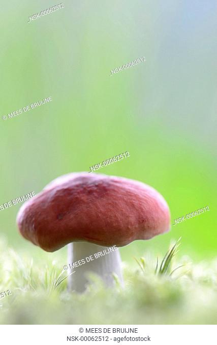 Vomiting Russula (Russula emetic) standing in the moss, The Netherlands, Noord-Brabant, Wouwse plantage