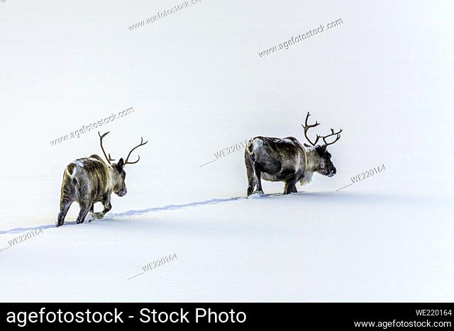 Two Reindeers, Rangifer tarandus, walking in deep snow, Kvikkjokk, Swedish Lapland, Sweden