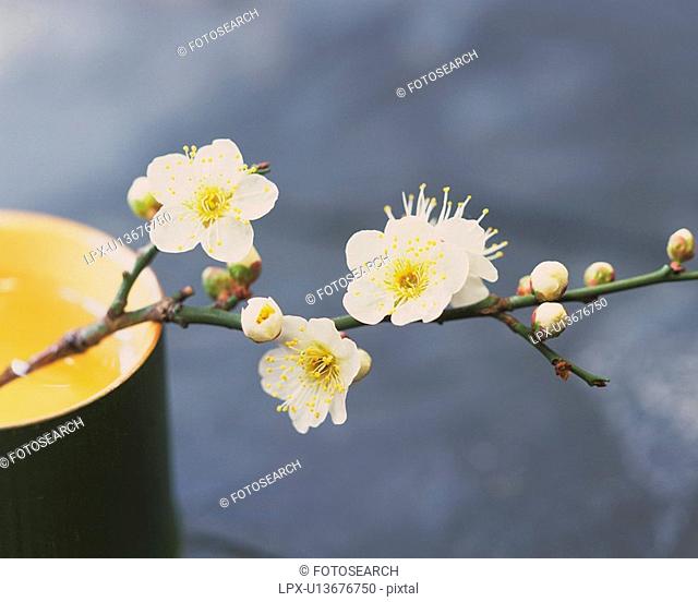 Plum blossoms and bamboo cylinder