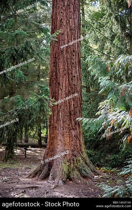 Redwood trees (Wellingtonia gigantea also Adalbert-Wellingtonia) at Eichberg, planted 1880 by Adalbert Dungel (Waldmeister Stift Göttweig), Paudorf