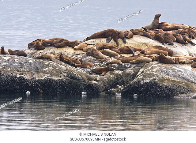 Northern Steller sea lion Eumetopias jubatus colony on the South Marble Islands inside Glacier Bay National Park, southeastern Alaska This is the second largest...