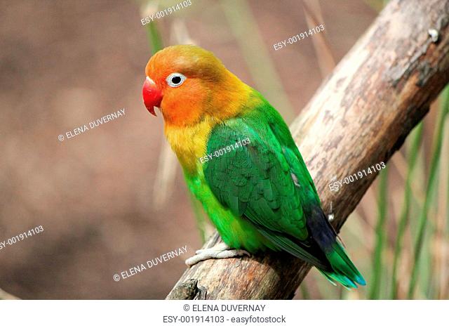 Bird agapornis-fischeri