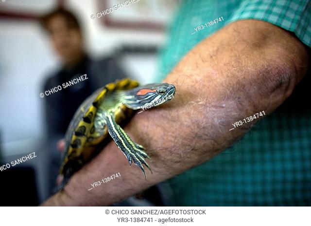 A man plays with his turtle at a Pet Hospital in Condesa, Mexico City, Mexico, February 23, 2011