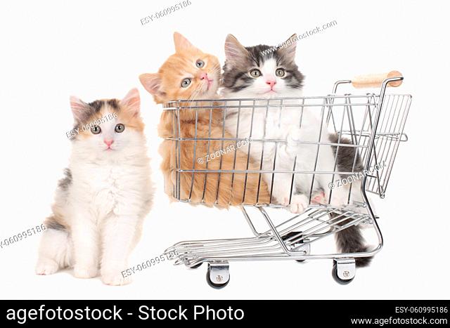 Three little kitten in a shopping baket isolated on white