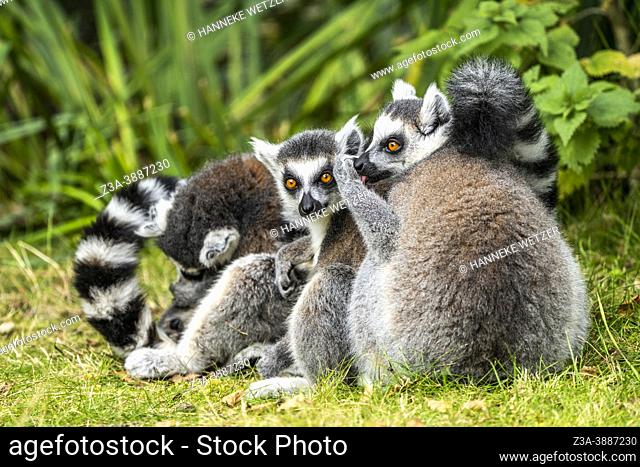 Cuddling ring-tailed lemurs (Lemur catta)