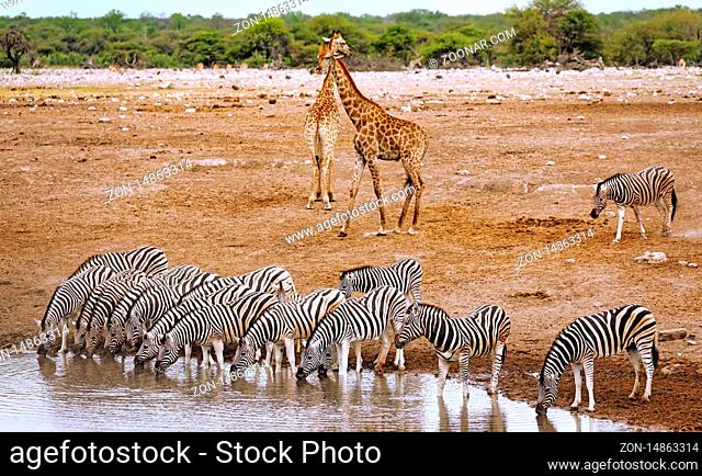 Trinkende Zebras, Etosha-Nationalpark, Namibia | Drinking zebras, Etosha National Park, Namibia