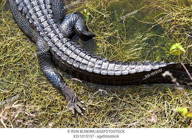 Everglades, Florida - Dec 2008 - American Alligator Alligator mississippiensis in wetlands along Alligator Alley in South Florida
