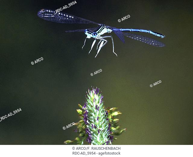 Azure Damselfly in flight Coenagrion puella side blue