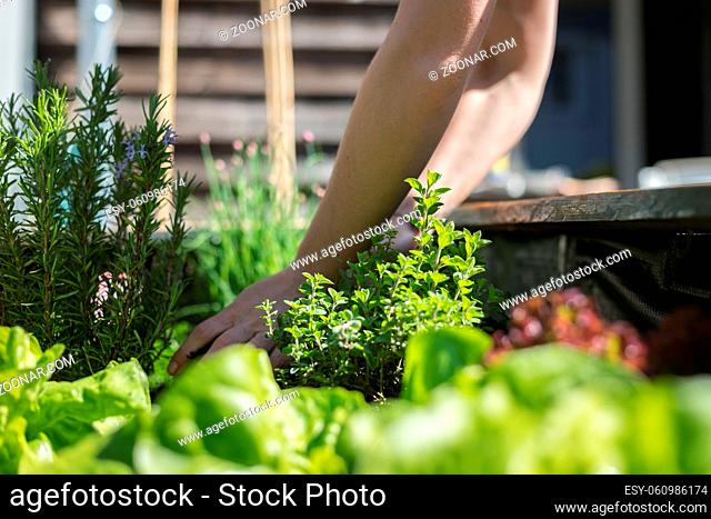 Planting vegetables and herbs in raised bed. Fresh plants and soil