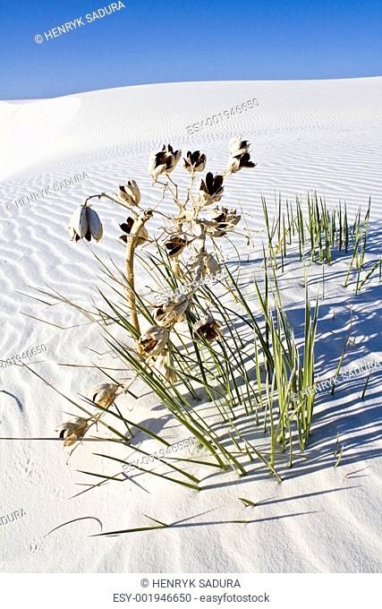 Lonely plant found in White Dunes National Monument