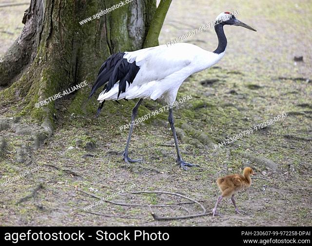 07 June 2023, North Rhine-Westphalia, Cologne: The snow crane chick is seen with its Manchurian crane ""foster parents"" in the outdoor enclosure of Cologne Zoo