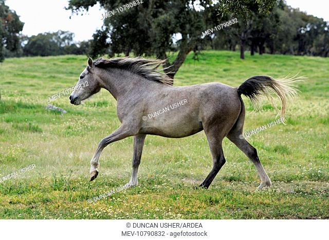 Arabic Horse - frolicking on meadow