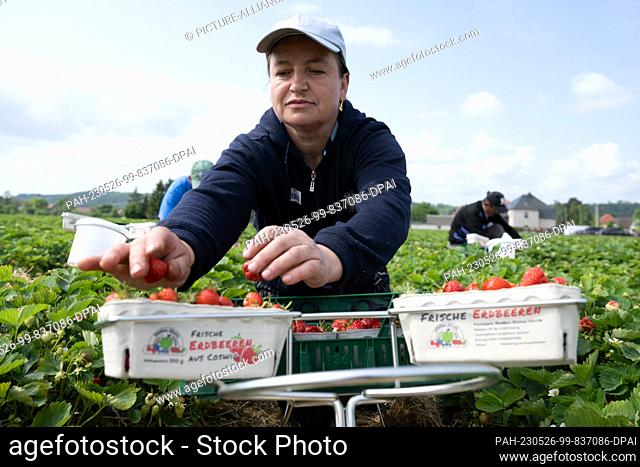 26 May 2023, Saxony, Coswig: A harvest helper picks strawberries in a field on the occasion of the opening of the strawberry season