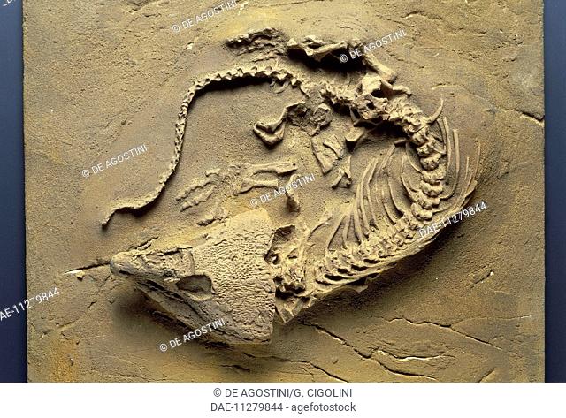 Labidosaurus hamatus fossil, Sauropsida, Permian
