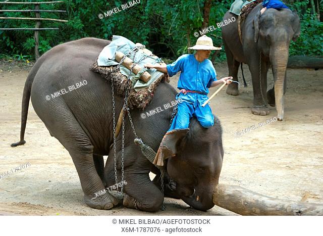 Chiang Dao Elephant Training Center  Chiang Mai province  Thailand