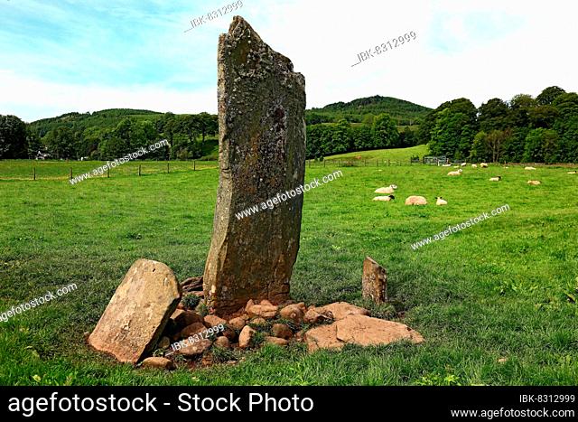 Kilmartin Glen, Nether Largie Standing Stones, standing stones in a meadow with sheep, Scotland, Great Britain