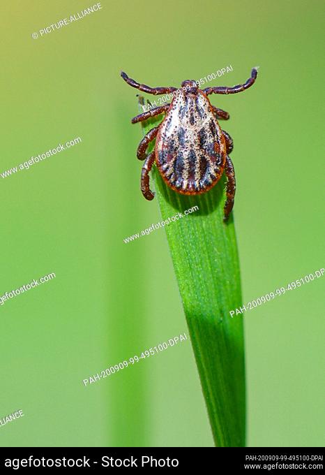 07 September 2020, Brandenburg, Sieversdorf: A tick (Ixodida) can be seen on the tip of a blade of grass. Here the bloodsucking ectoparasite is waiting for its...