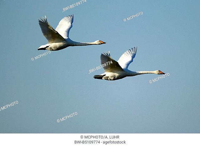 whooper swan (Cygnus cygnus), flying juveniles, Denmark