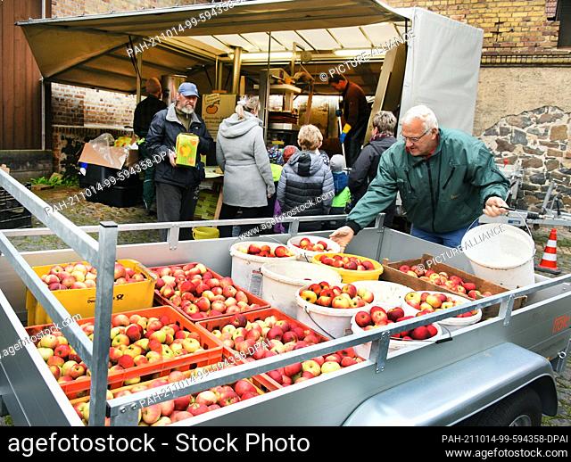 11 October 2021, Saxony, Fuchshain Bei Leipzig: A man loads his harvested apples from the trailer in front of a mobile apple crusher