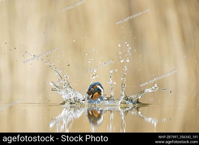 Common Kingfisher (Alcedo atthis) adult male emerging from dive with Common Rudd (Scardinius erythropthalamus) prey in beak, Suffolk, England, June