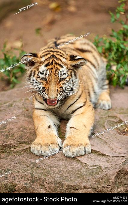 Siberian tiger, Panthera tigris altaica, Germany, Europe