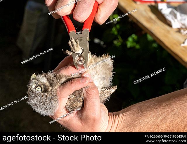 PRODUCTION - 30 May 2022, Rhineland-Palatinate, Bodenheim: Alexander Neu from the Nature and Biodiversity Conservation Union (Nabu) attaches a ring with a...