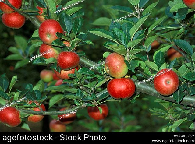 apples from suffolk, bury st. andrew, great britain