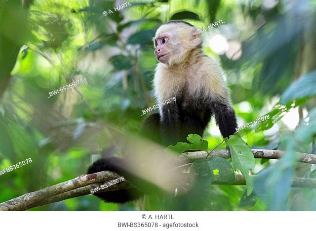 white-throated capuchin (Cebus capucinus), on a tree, Costa Rica, Manuel Antonio National Park