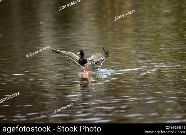 Stockente, Erpel (Anas platyrhynchos) | Duck, male