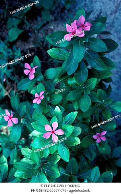 Flower - Madagascar Periwinkle Catharanthus roseus Close-up of plant in flower/Cousin Is