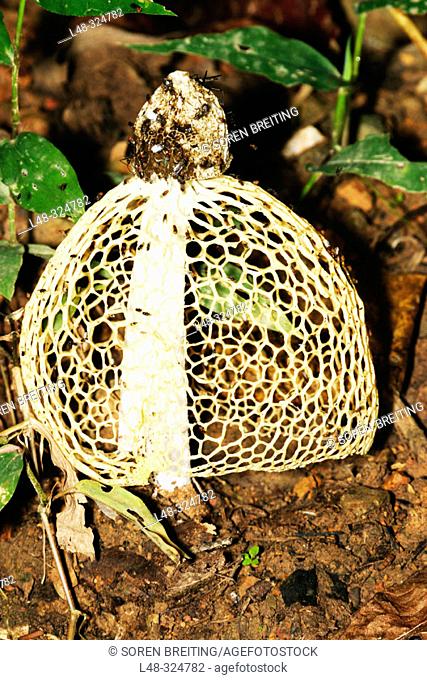 Stinkhorn fungus called Maiden's Veil or the Veiled Stinkhorn (Dictyophora sp.) on forest floor in Thailand forest during rainy season