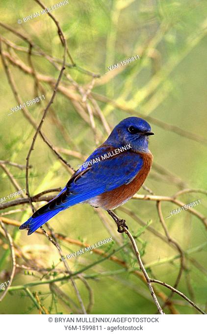 Western Bluebird, nature stock photography