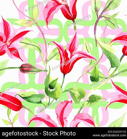 Red clematis. Floral botanical flower. Wild spring leaf wildflower pattern. Aquarelle wildflower for background, texture, wrapper pattern, frame or border
