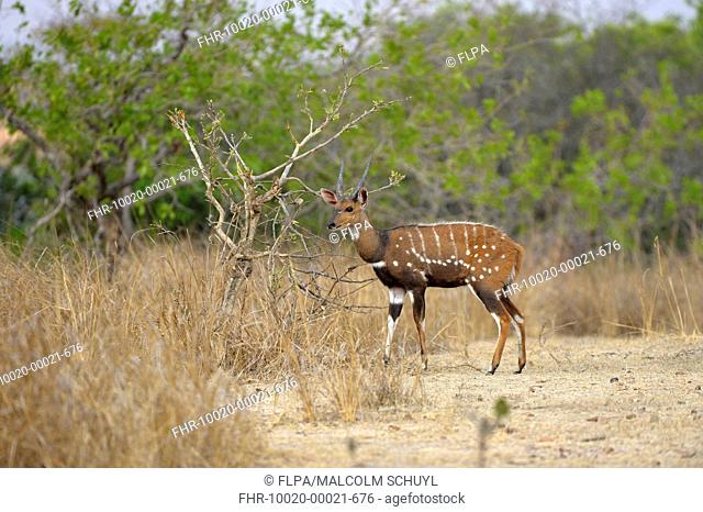 Southern Bushbuck (Tragelaphus scriptus sylvaticus) adult male, standing at edge of woodland, Kafue N.P., Zambia, September