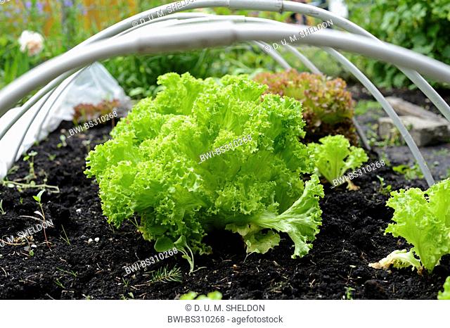 garden lettuce (Lactuca sativa), Lollo bionda, Lollo rosso