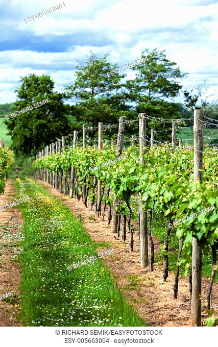 vineyar near Lamberhurst, Kent, England