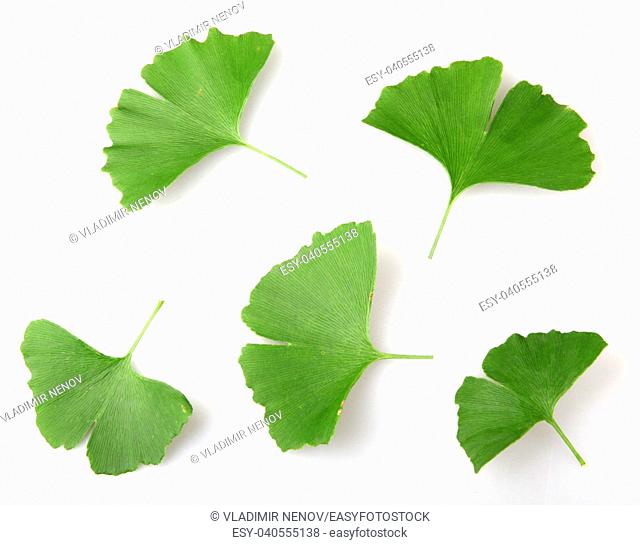 Ginkgo Biloba Leaf Isolated On White Background