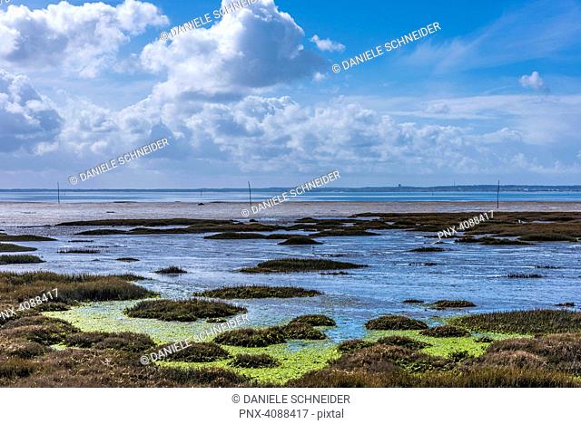 France, Arcachon Bay, Andernos-les-Bains, Saint-Brice-les Quinconces natural site (Saint James way), coastal path, seagrasses at low tide